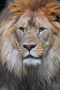 Close up portrait of male African lion Royalty Free Stock Photo