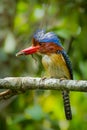 Close up portrait of Male Banded Kingfisher