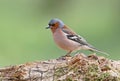 Close up portrait male of The common chaffinch Fringilla coelebs Royalty Free Stock Photo