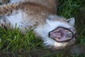 Close up portrait of male Eurasian Lynx Royalty Free Stock Photo