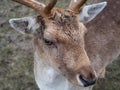 Close-Up Portrait of a Fallow Deer Royalty Free Stock Photo