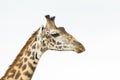 Close up portrait of male giraffe face isolated on white background in Masai Mara in Kenya Royalty Free Stock Photo