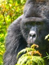 Close-up portrait of male gorilla in the jungle. Royalty Free Stock Photo