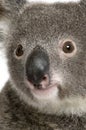 Close-up portrait of male Koala bear Royalty Free Stock Photo