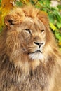 Close up portrait of a male lion Panthera Leo Royalty Free Stock Photo