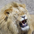 Close up portrait of a male lion Panthera Leo Royalty Free Stock Photo