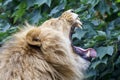 Close up portrait of a male lion Panthera Leo Royalty Free Stock Photo