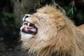 Close up portrait of a male lion, Panthera Leo Royalty Free Stock Photo