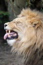 Close up portrait of a male lion, Panthera Leo Royalty Free Stock Photo