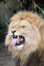 Close up portrait of a male lion, Panthera Leo Royalty Free Stock Photo