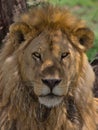 close-up portrait of male lion sitting in the shade of the tree looking alert in the wild savannah of Serengeti National Park, Royalty Free Stock Photo