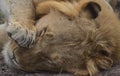 Close-up portrait of cute male lion sleeping in wild masai mara, kenya Royalty Free Stock Photo