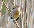 Close up portrait of male little bittern Royalty Free Stock Photo