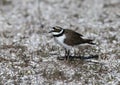 Close-up portrait of a male Little ringed plover