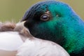 Close-up portrait of male Mallard duck Anas platyrhynchos Royalty Free Stock Photo