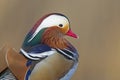 A close-up portrait of a male mandarin duck perched in a park in Berlin. Royalty Free Stock Photo