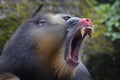 Close-up portrait of a male Mandrillus monkey Royalty Free Stock Photo