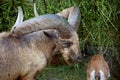 Close-up portrait of a male mountain goat with large powerful rounded horns Royalty Free Stock Photo