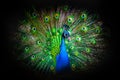 Close up portrait of a male peacock with fully unfolded feathers of his tale over black background.