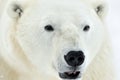 Close up portrait Male polar bear (Ursus maritimus) Royalty Free Stock Photo