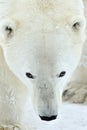 Close up portrait Male polar bear (Ursus maritimus) Royalty Free Stock Photo