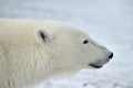 Close up portrait Male polar bear (Ursus maritimus) Royalty Free Stock Photo