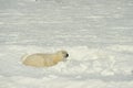 Close up portrait Male polar bear (Ursus maritimus) Royalty Free Stock Photo