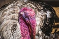 Male turkey with bright pink caruncles and snood in coop Royalty Free Stock Photo