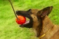 Close-up portrait of a Malinois dog playing chew toys in the park.