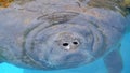 Close-up portrait of manatee in a pool