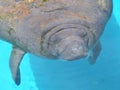 Close-up portrait of manatee in a pool