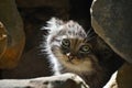 Close up portrait of manul kitten Royalty Free Stock Photo