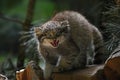 Close up portrait of manul kitten hissing Royalty Free Stock Photo
