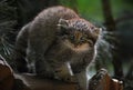 Close up portrait of manul kitten Royalty Free Stock Photo