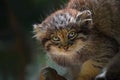 Close up portrait of manul kitten Royalty Free Stock Photo