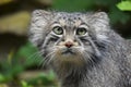 Close up portrait of manul Pallas cat Royalty Free Stock Photo