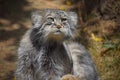 Close up portrait of manul Pallas cat Royalty Free Stock Photo