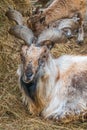 Close-up portrait of Markhor, Capra falconeri, wild goat native to Central Asia, Karakoram and the Himalayas