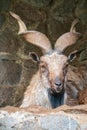 Close-up portrait of Markhor, Capra falconeri, wild goat native to Central Asia, Karakoram and the Himalayas