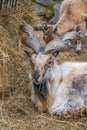 Close-up portrait of Markhor, Capra falconeri, wild goat native to Central Asia, Karakoram and the Himalayas