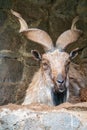 Close-up portrait of Markhor, Capra falconeri, wild goat native to Central Asia, Karakoram and the Himalayas