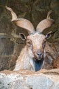 Close-up portrait of Markhor, Capra falconeri, wild goat native to Central Asia, Karakoram and the Himalayas