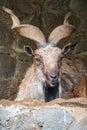 Close-up portrait of Markhor, Capra falconeri, wild goat native to Central Asia, Karakoram and the Himalayas