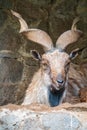 Close-up portrait of Markhor, Capra falconeri, wild goat native to Central Asia, Karakoram and the Himalayas