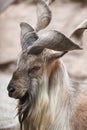 close up portrait of Markhor on rocks