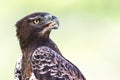 Portrait of a Martial Eagle Royalty Free Stock Photo