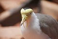 Close up portrait of a Masked Lapwing, Vanellus Miles