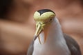 Close up portrait of a Masked Lapwing, Vanellus Miles