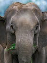 Close-up portrait of a matriarch elephant aggressively charging while holding grass in her mouth