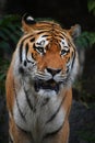 Close up portrait of mature Siberian tiger male Royalty Free Stock Photo